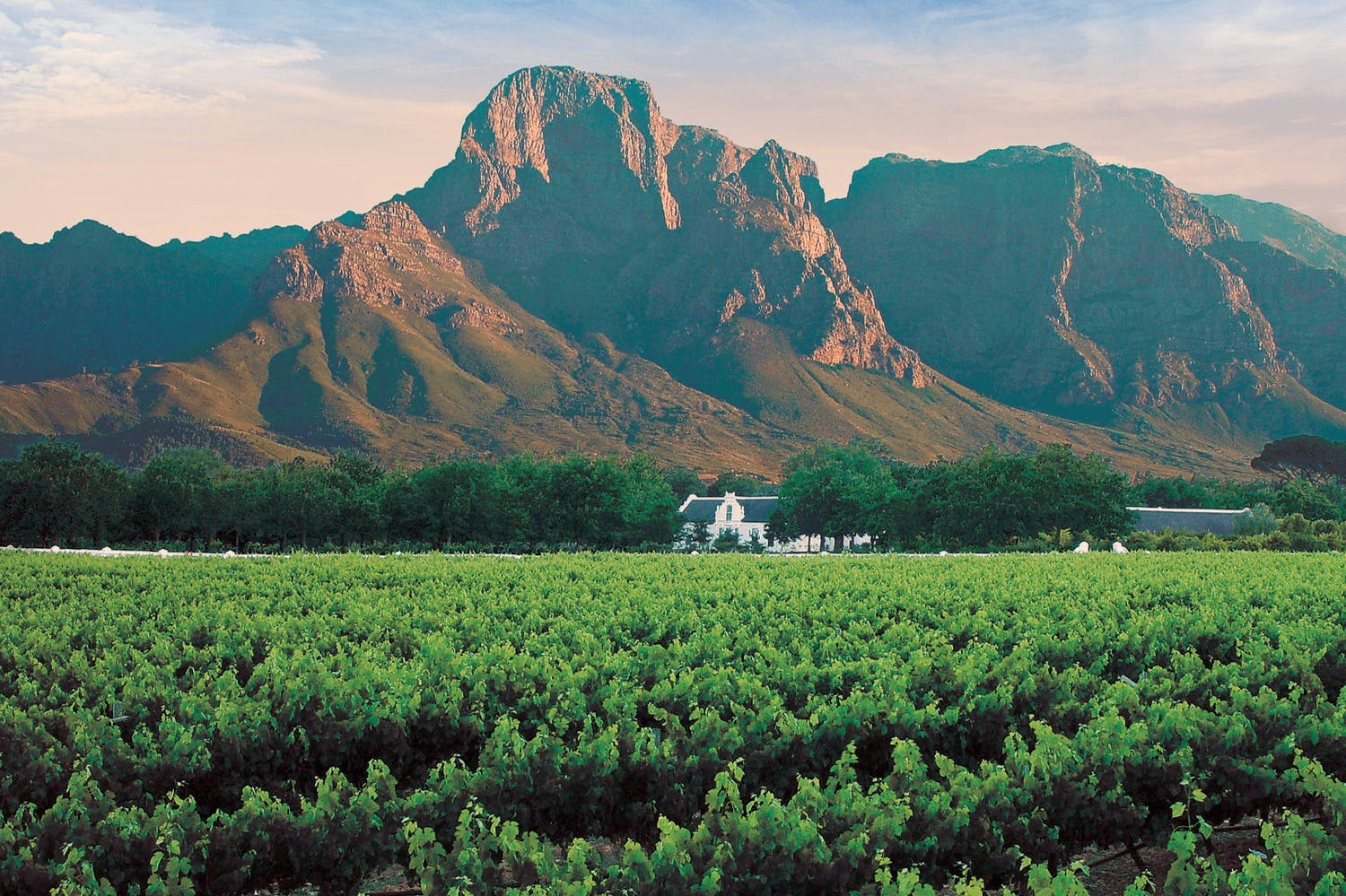 Winelands & Stellenbosch-Franschhoek: Private Wine Tasting Tour - Photo 1 of 3